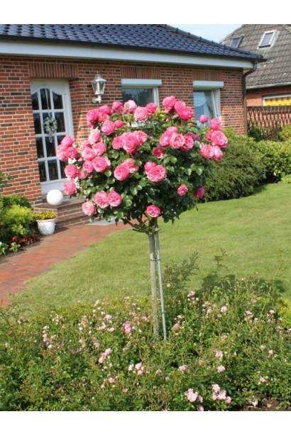 Floribunda Rose Leonardo da Vinci в саду біля будинку